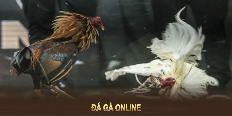Bí Quyết Thắng Lớn Với Đá Gà WS168 Tại W88 Hiệu Quả Nhất